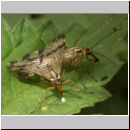 Panorpa communis - Gemeine Skorpionsfliege 03.jpg